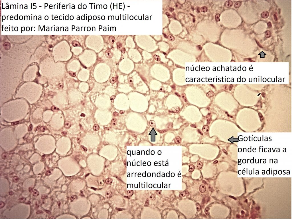 Historep Tecido Adiposo