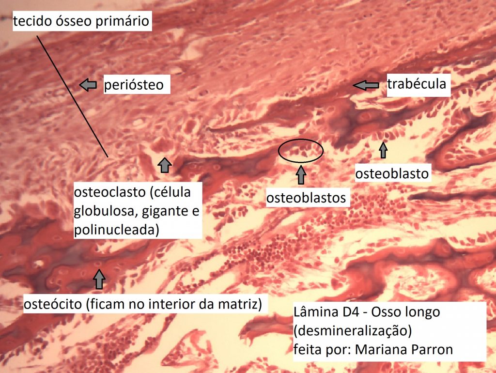 Historep Tecido ósseo