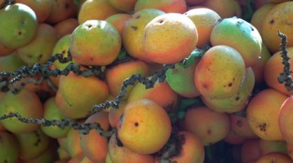 Fruto tem caráter diversificado nas variações culinárias que recebe, além de valor nutricional: contém as vitaminas A, B1, B2, B3 E C (Foto: Juliana Villela)