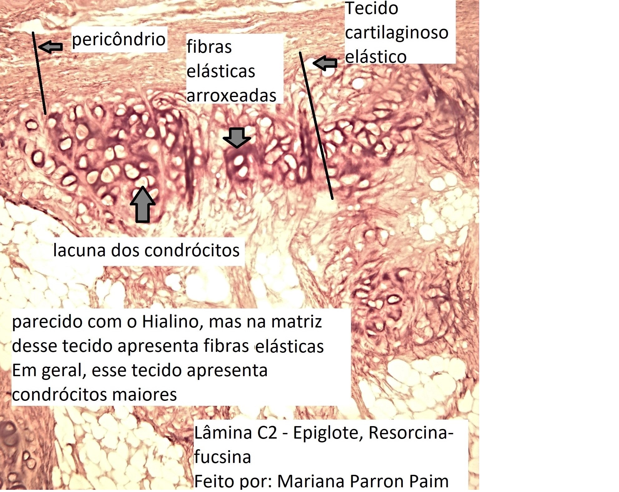 Historep Tecido Cartilaginoso