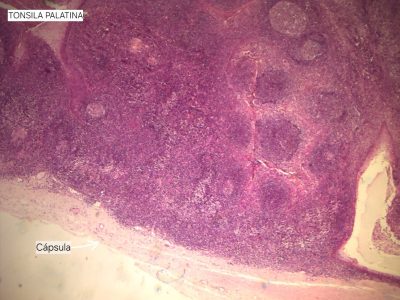 Tonsila palatina Lâmina: i4 Coloração: HE