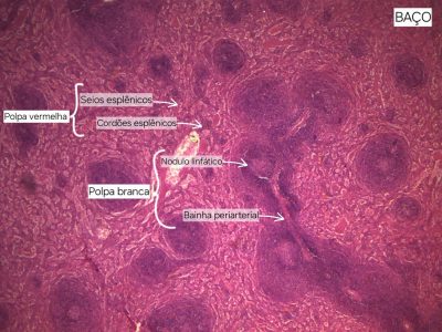Baço Lâmina: i1 Coloração HE