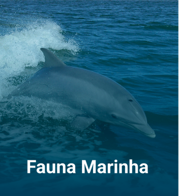 Fauna marinha