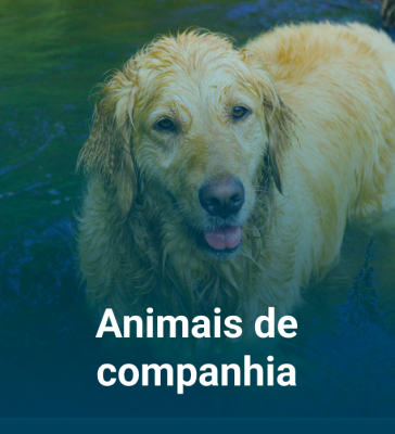 Animais de companhia