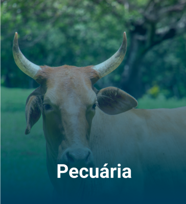 Pecuária