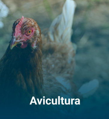 Avicultura