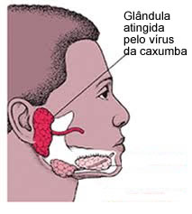 glandula